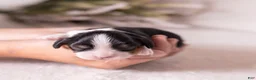 Cavalier King Charles Spaniel dogs for sale: Kudos - Ad 3