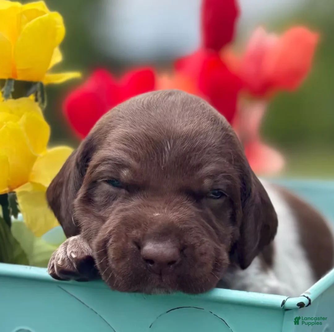 German Shorthaired Pointer dogs for sale: Daisy - Ad 2