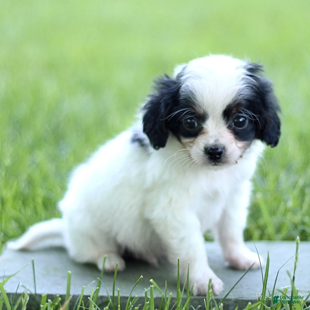 Cavapoo dogs for sale: Dexter  - Ad 2