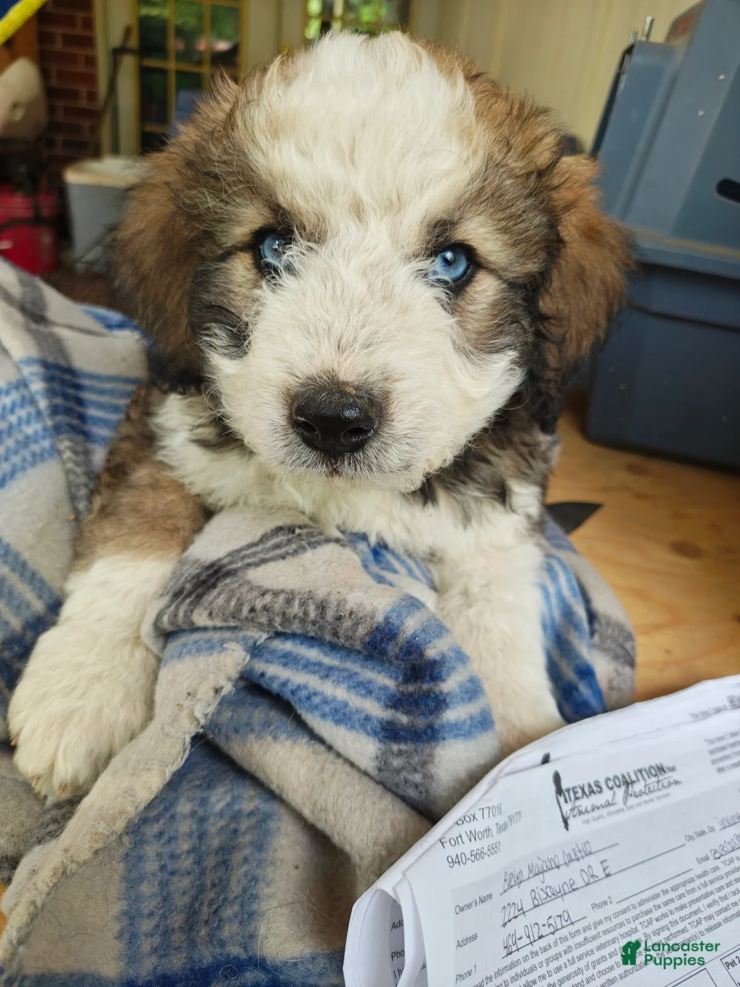 Mixed Breed dogs for sale: Teddy - Ad 2