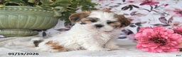 Shih Tzu dogs for sale: Leo - Ad 2