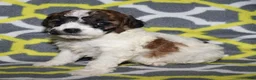 Miniature Poodle dogs for sale: Reserved Harlee’s Br&W male - Ad 11