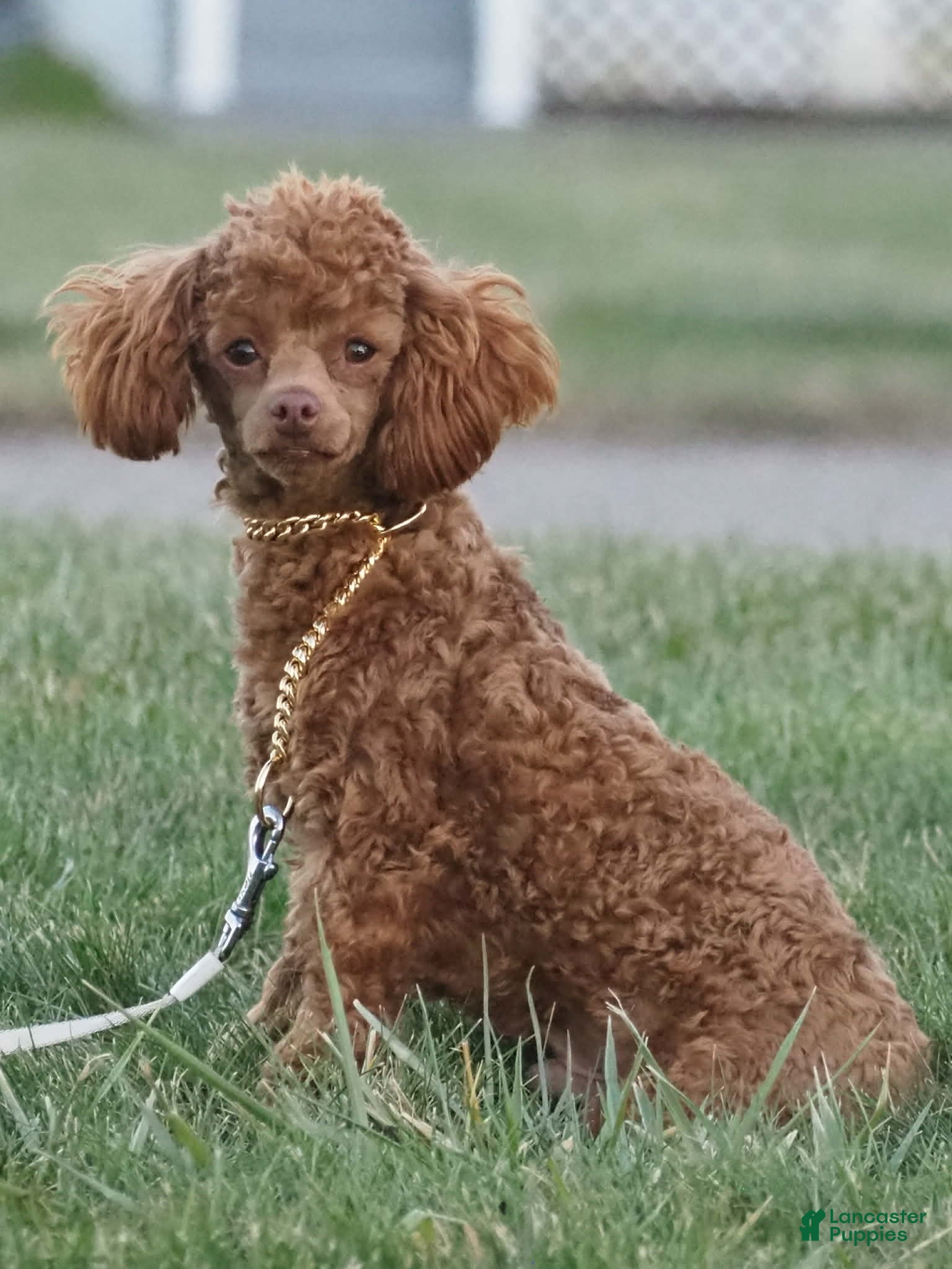 Toy Poodle dogs Caramello  - Ad 2
