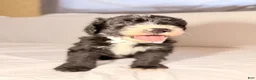 Sheepadoodle dogs for sale: Sheepadoodle Puppy 3 - Ad 19