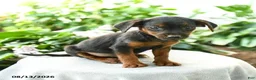 Yorkiepoo dogs for sale: Preston - Ad 3