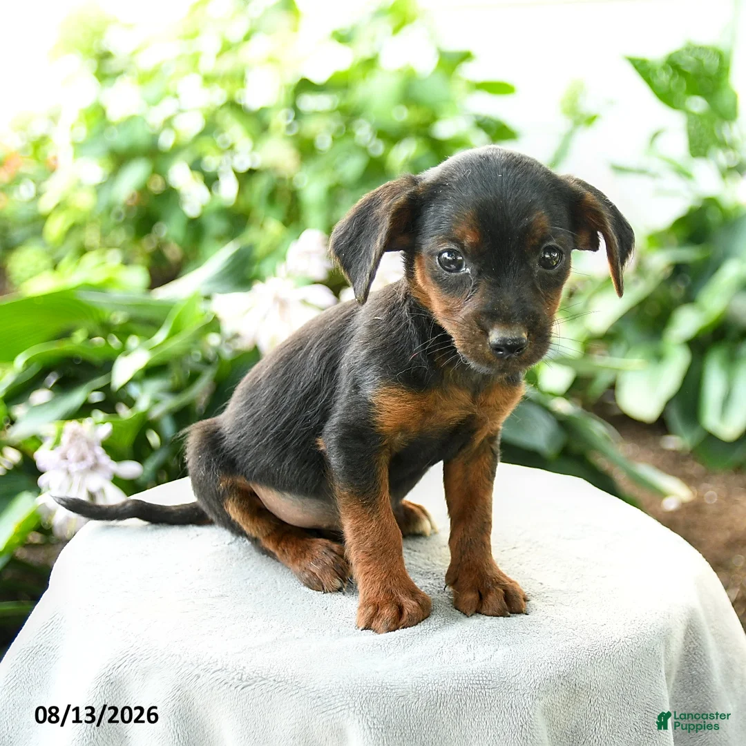 Yorkiepoo dogs for sale: Preston - Ad 3