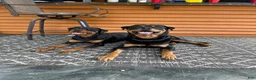 Rottweiler dogs for sale: Angel - Ad 2