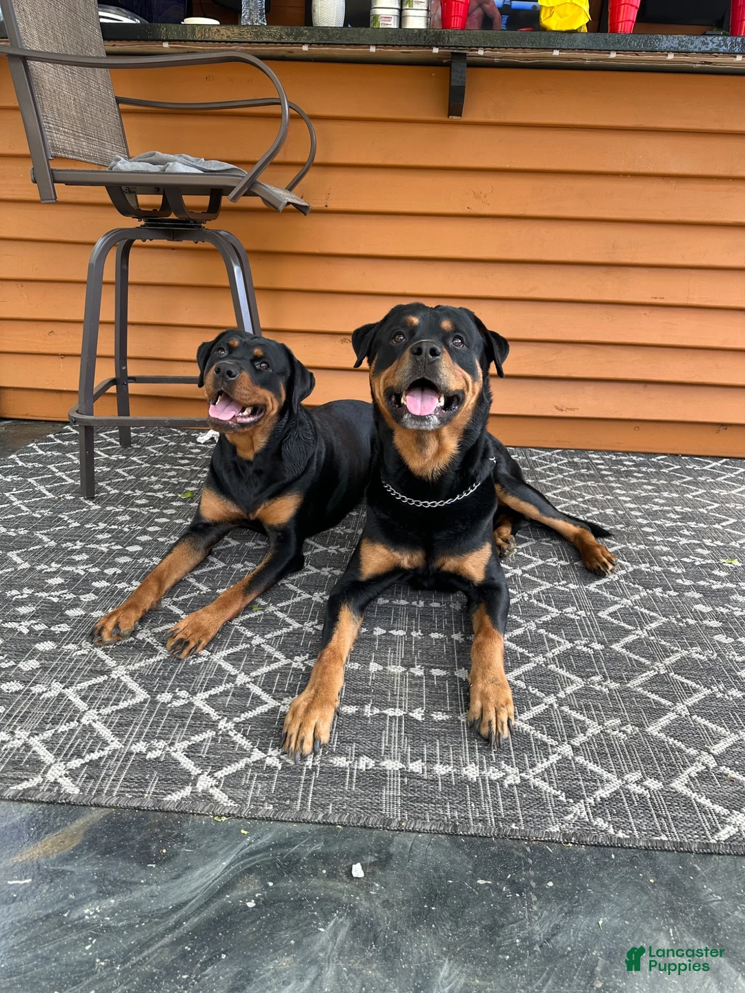 Rottweiler dogs for sale: Angel - Ad 2