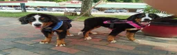 Bernese Mountain Dog dogs for sale: Bernese Mountain Dog 2 - Ad 48