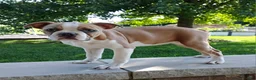 Boston Terrier dogs for sale: Elsa - Ad 3