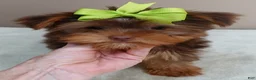Yorkshire Terrier dogs for sale: Samson - Ad 7