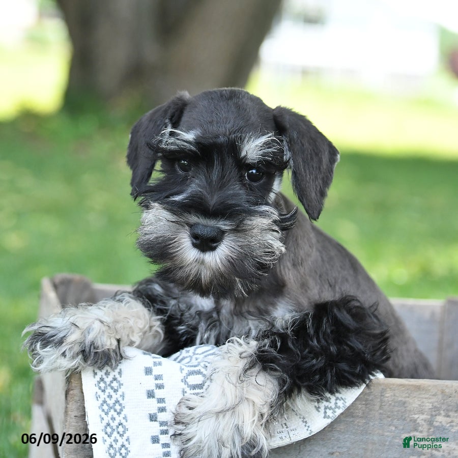 Miniature Schnauzer dogs Izzy - Ad 1