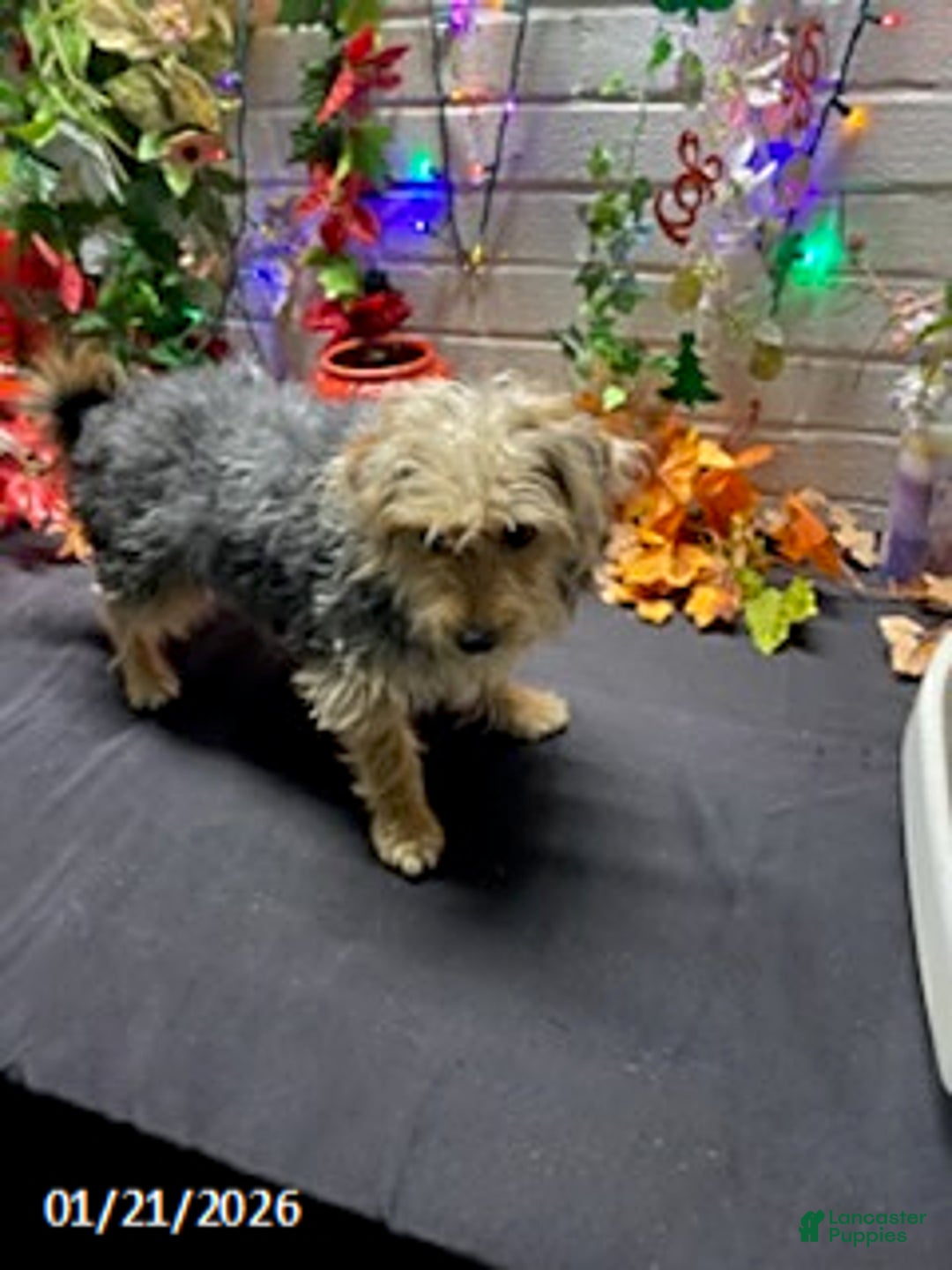 Yochon dogs for sale: Sean - Ad 14