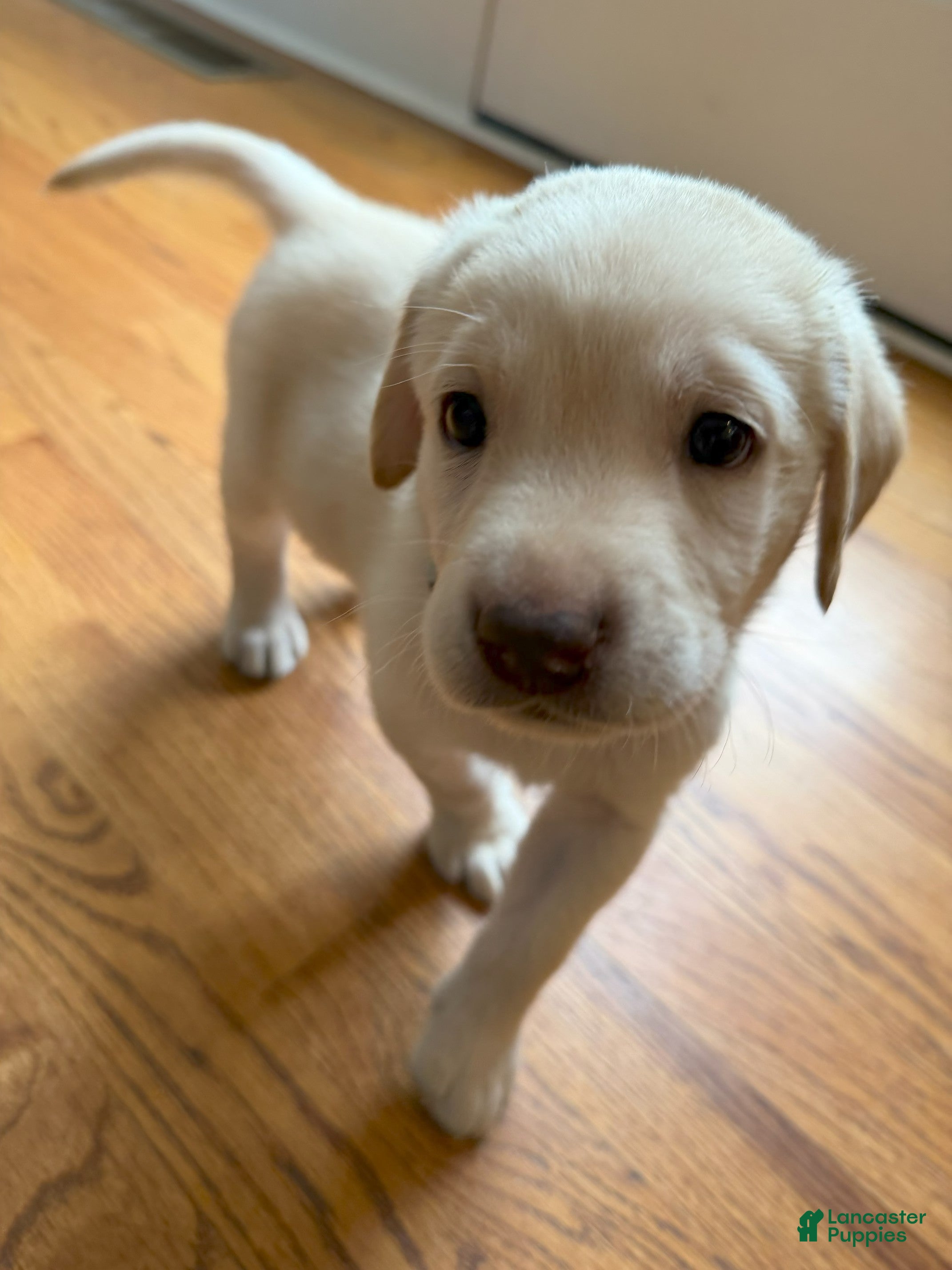 Labrador Retriever dogs Labrador Retriever - Carolina Blue Collar - Ad 1