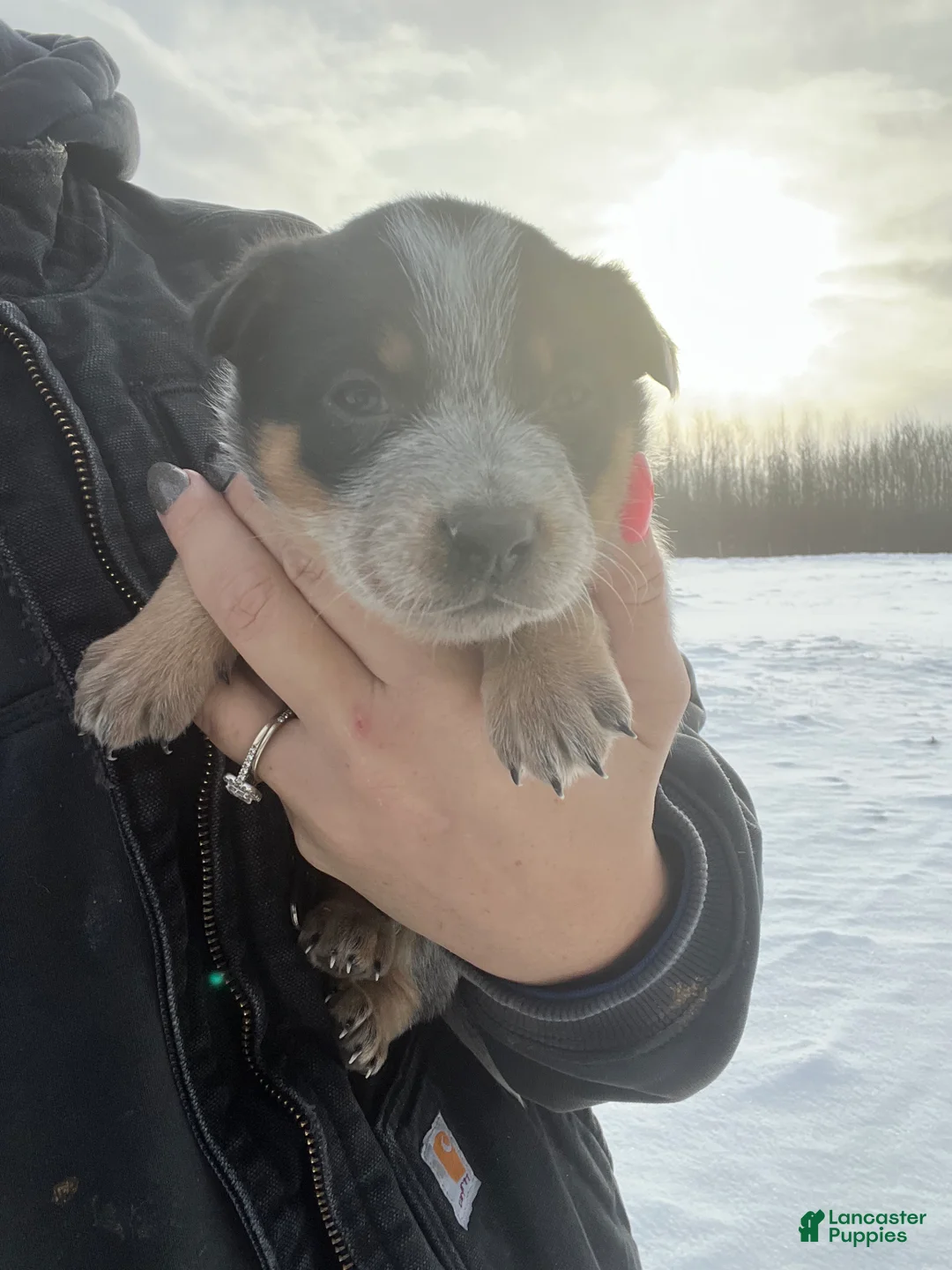 Australian Cattle Dog dogs for sale: Quinn - Ad 3