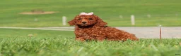 Miniature Labradoodle dogs for sale: Tilly - Ad 4