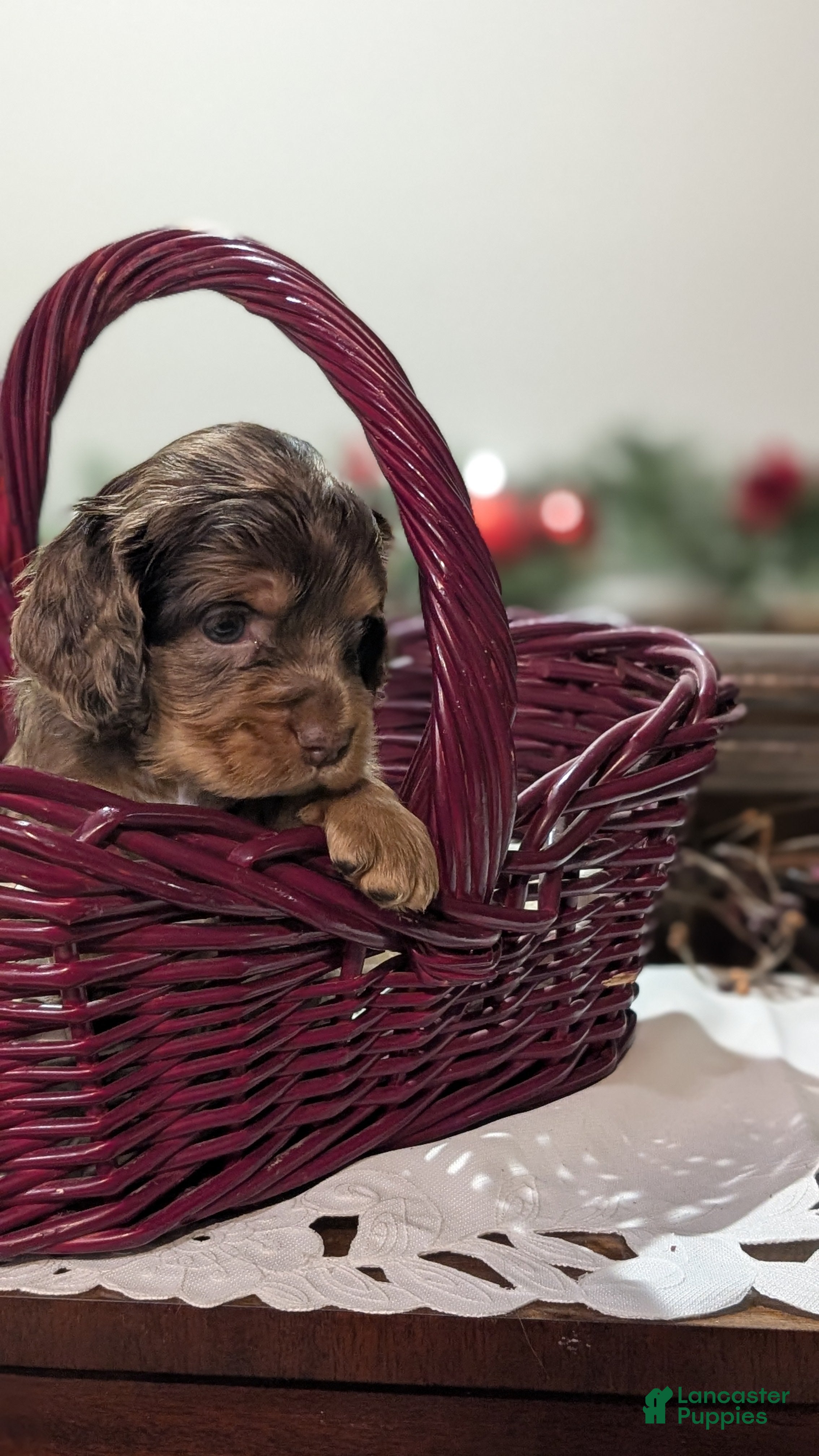 Cocker Spaniel dogs Tootsie  - Ad 2