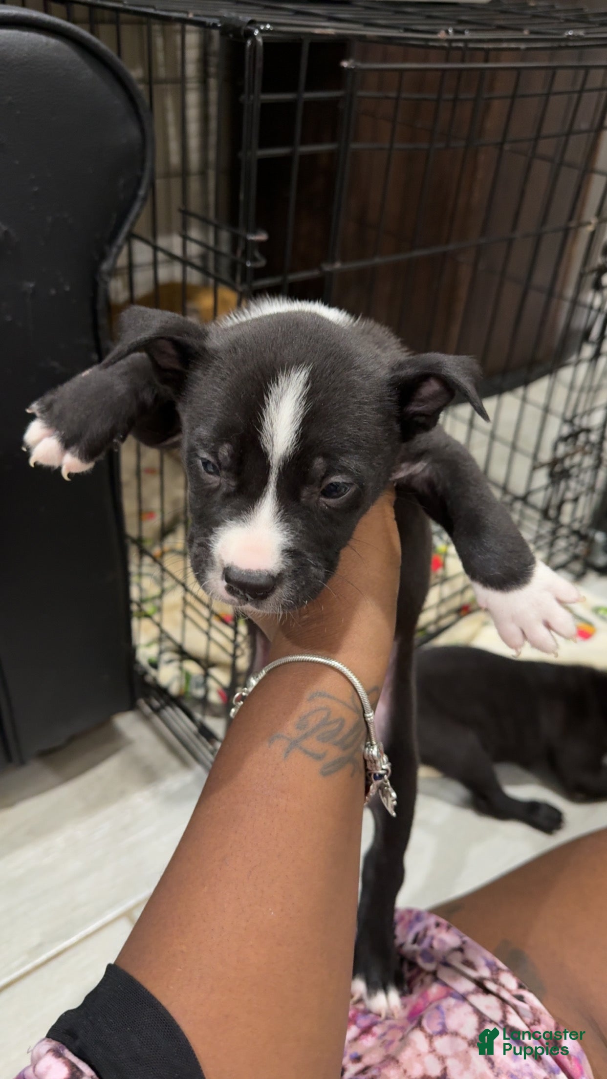 American Pit Bull Terrier dogs American Pit Bull Terrier 6 - Ad 39