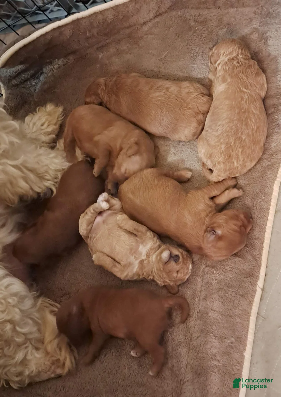 Miniature Poodle dogs for stud: Mini Poodle Stud Male FOR SALE - Ad 11