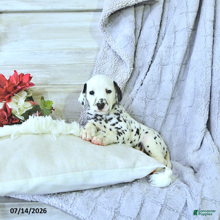Dalmatian dogs Ellie - Ad 1