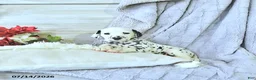 Dalmatian dogs for sale: Ellie - Ad 1