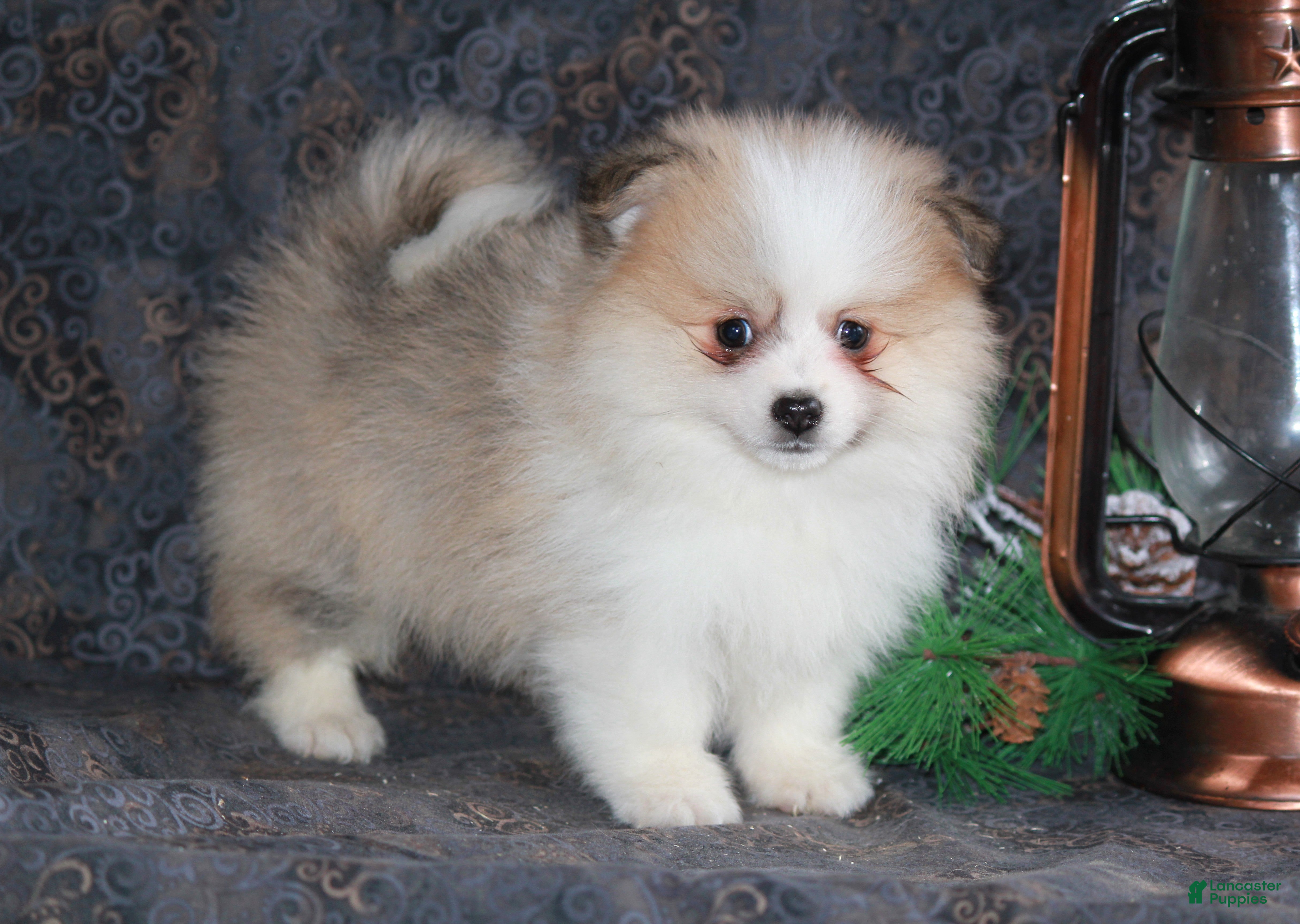 Pomeranian dogs Parker - Ad 8