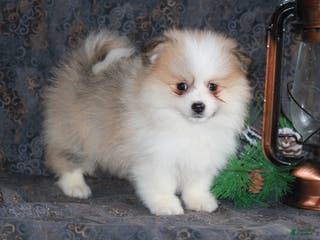 Pomeranian dogs Parker - Ad 30