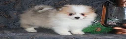 Pomeranian dogs for sale: Parker - Ad 2