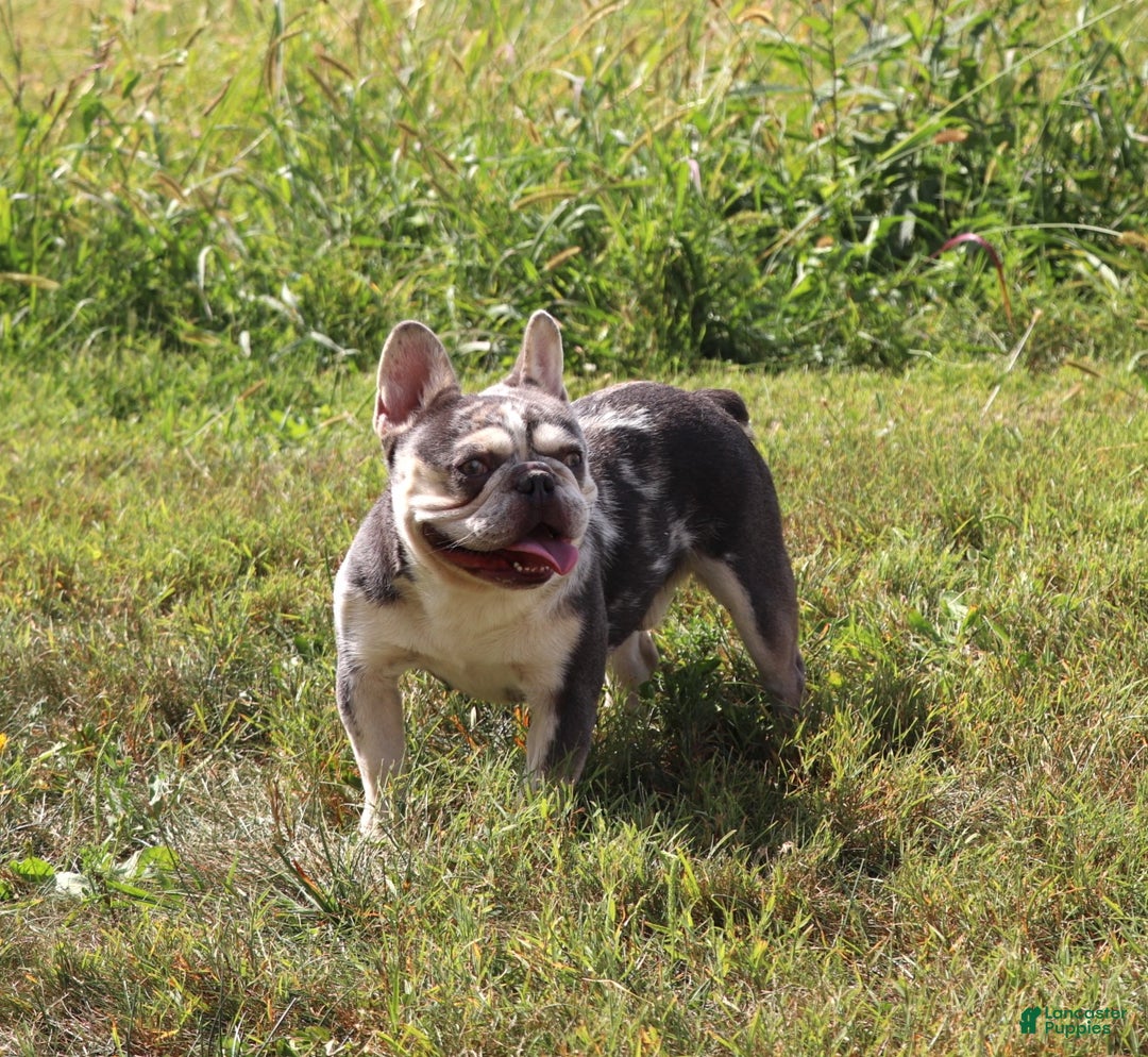 Mixed Breed dogs for sale: Molly - Ad 7