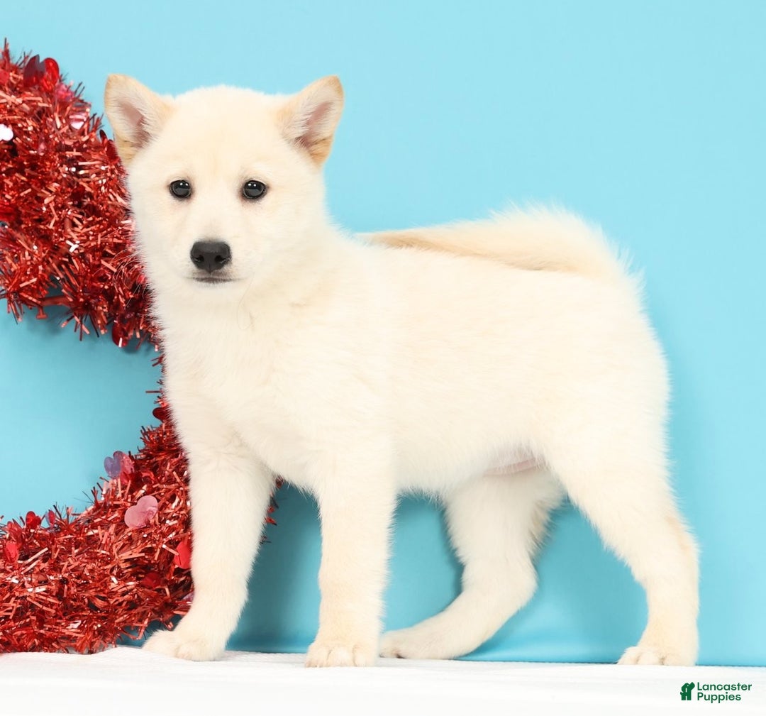 Mixed Breed dogs for sale: Jasmine - Ad 2