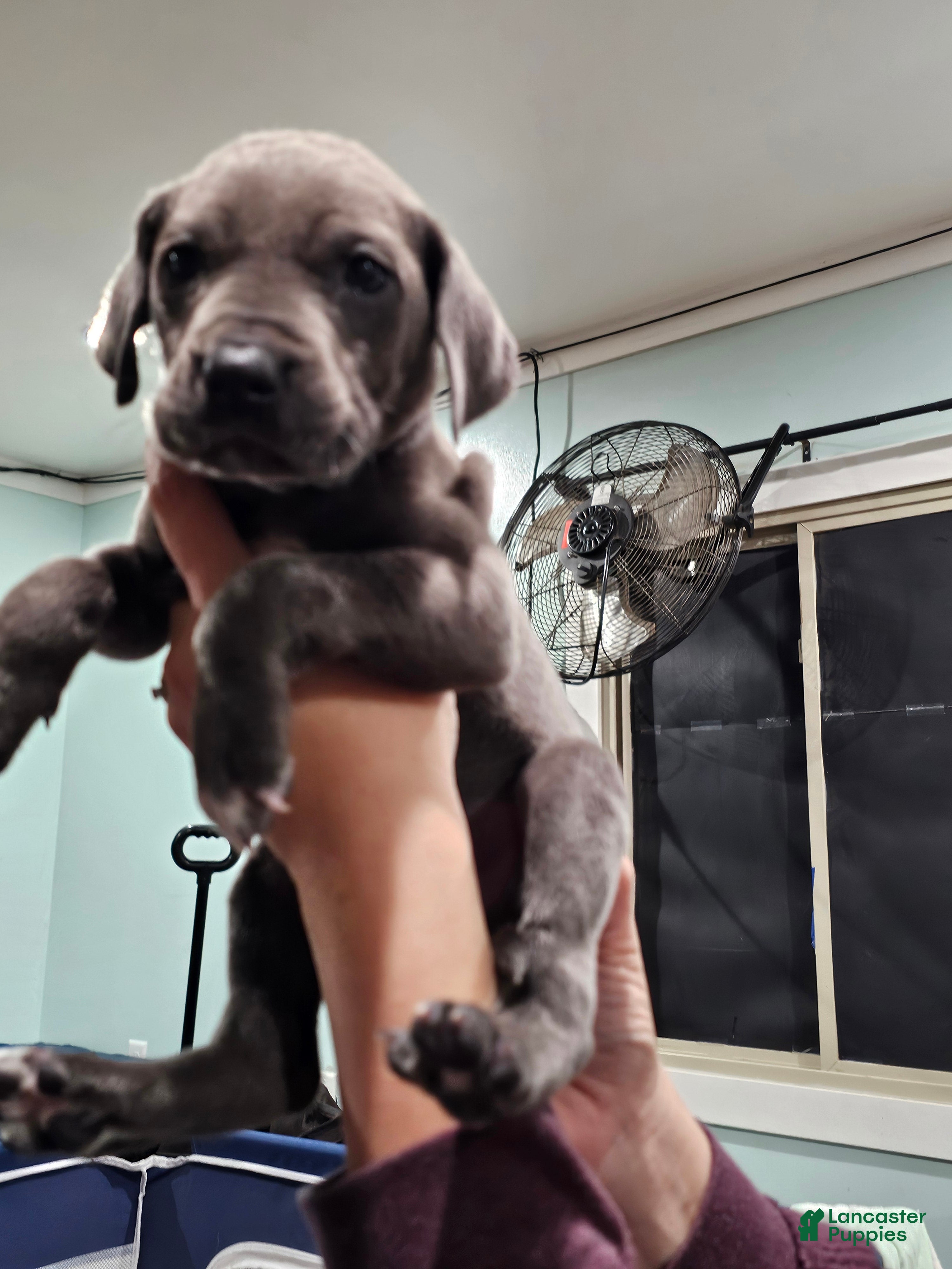 Great Dane dogs Blue  - Ad 2