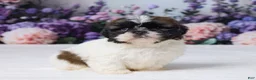Shih Tzu dogs for sale: Roscoe - Ad 3