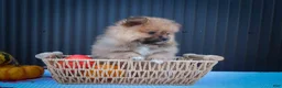 Pomeranian dogs for sale: 🐾 Meet Rambo — A Bouncy Little Ball of Fluff! 🐾 - Ad 5
