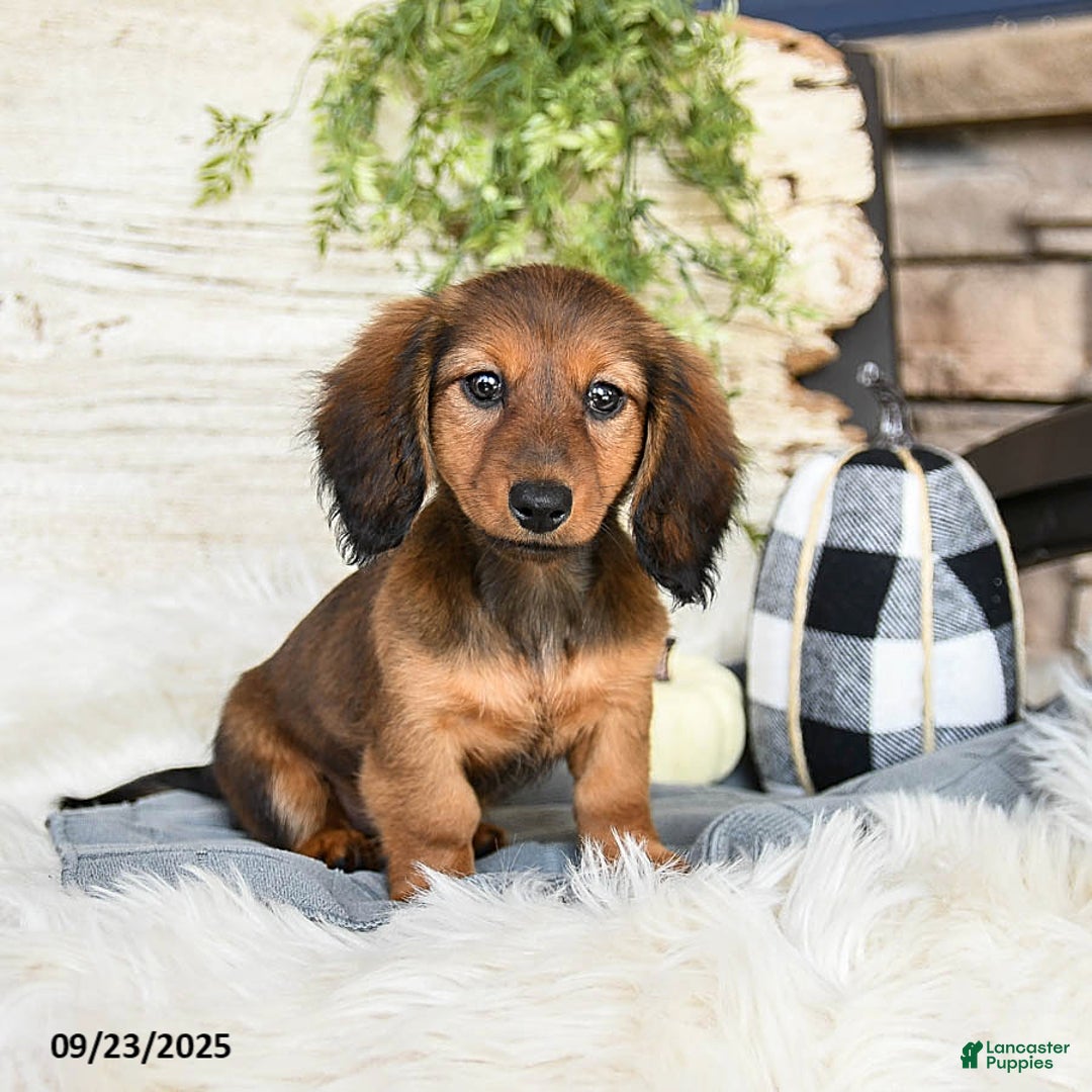 Animal Shelter Baby Sausage Dogs For Sale Male Mini Dachshund
