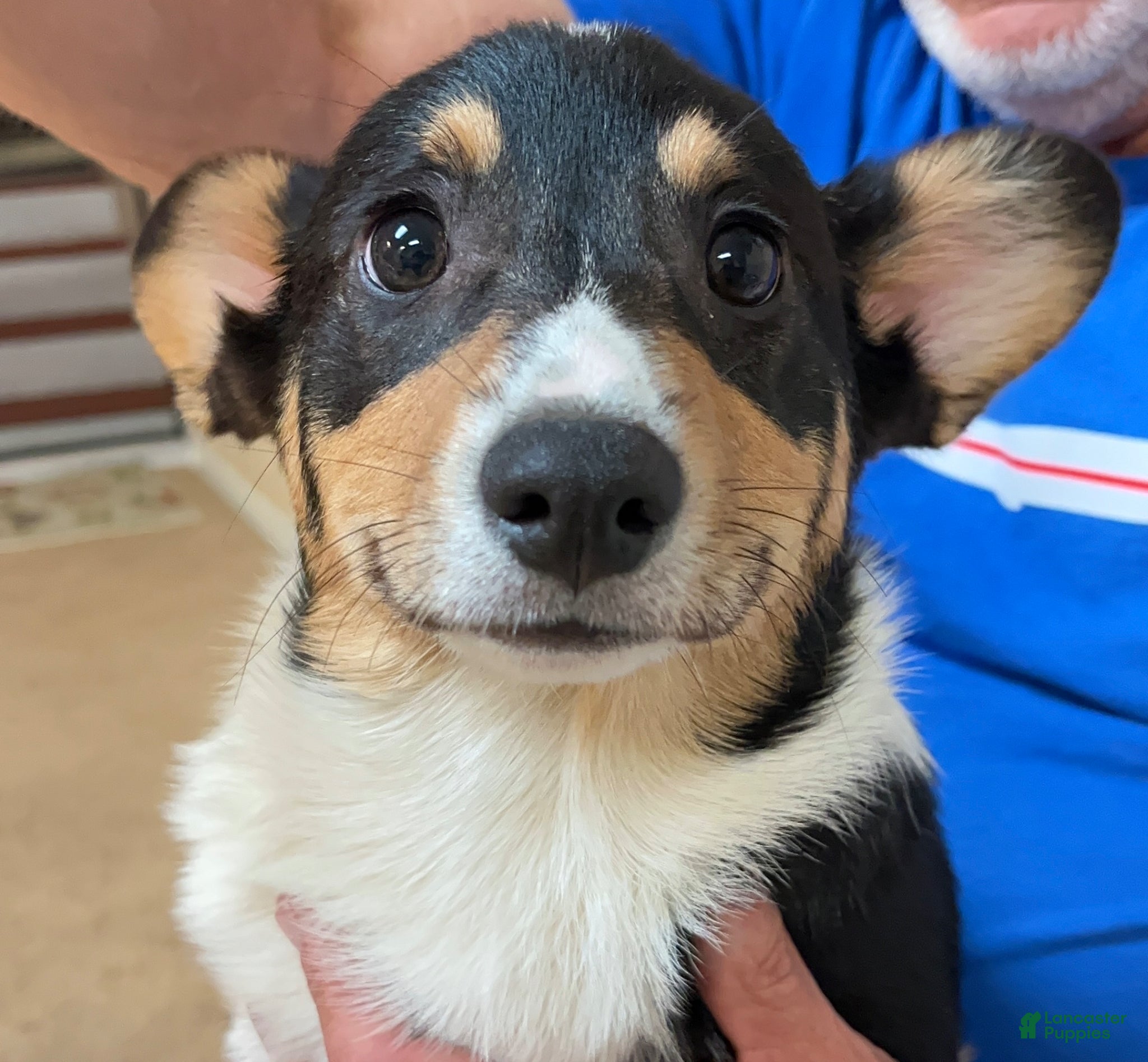 Welsh Corgi Pembroke dogs for sale: Welsh Corgi Pembroke Freckles - Ad 4