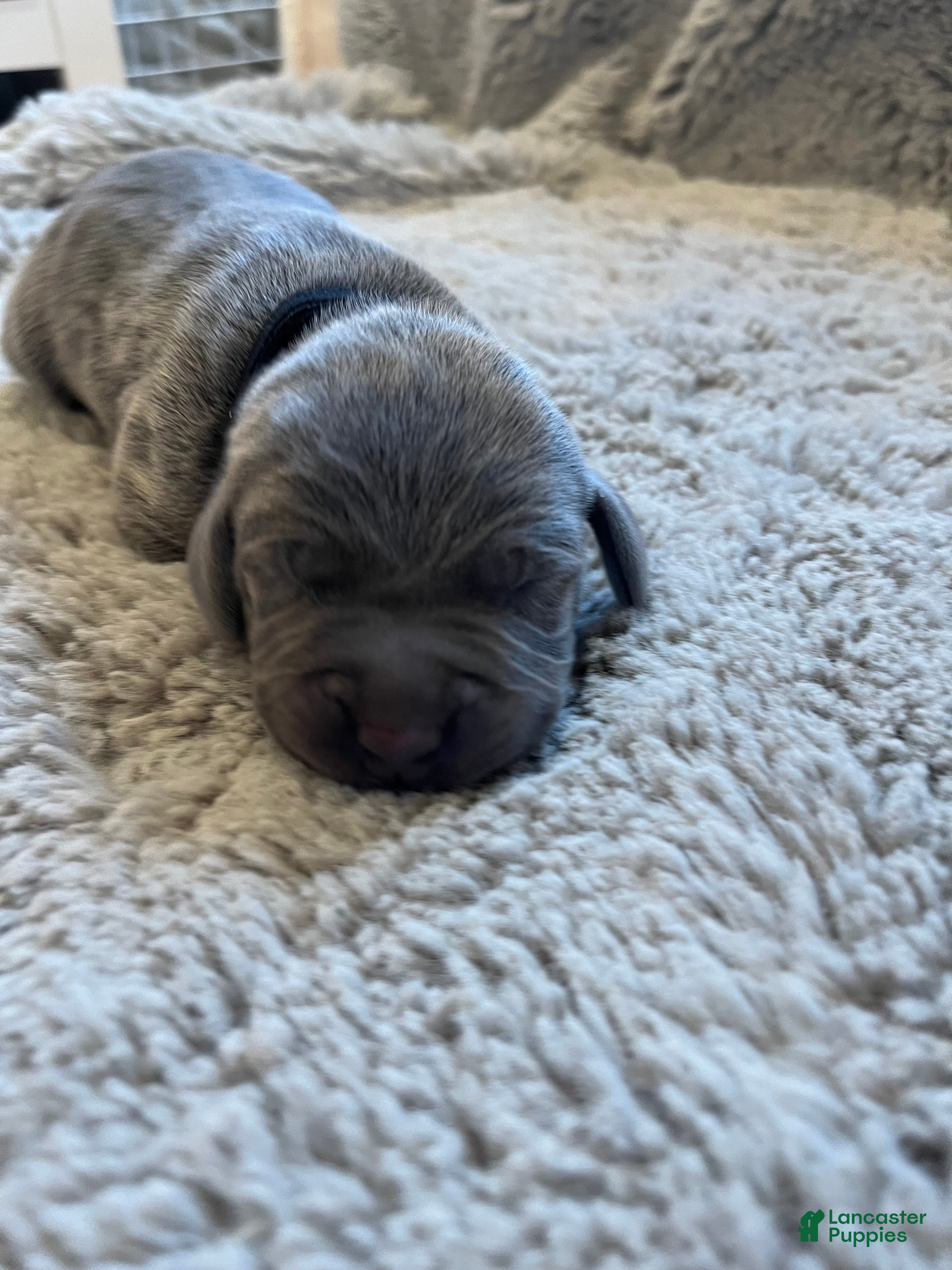 Weimaraner dogs Weimaraner Puppy 5 - Ad 1