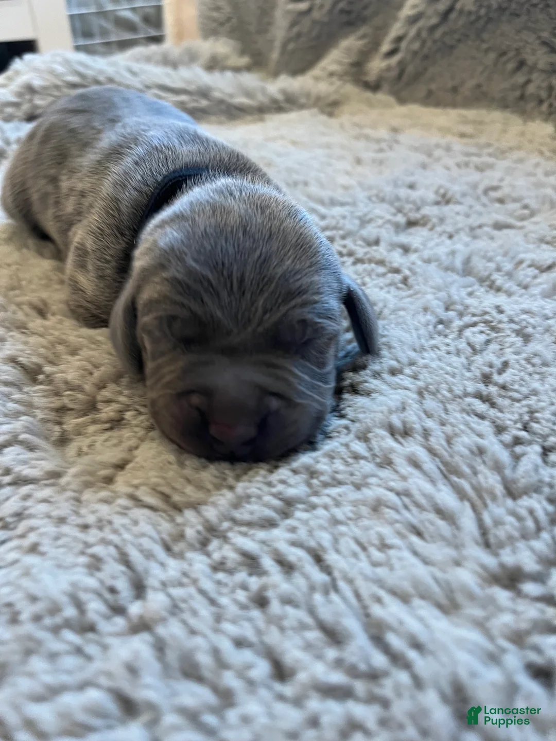 Weimaraner dogs for sale: Weimaraner Puppy 5 - Ad 1