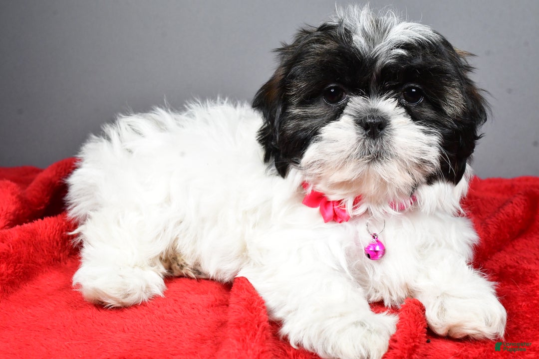 Shih Tzu dogs for sale: Bridget - Ad 2