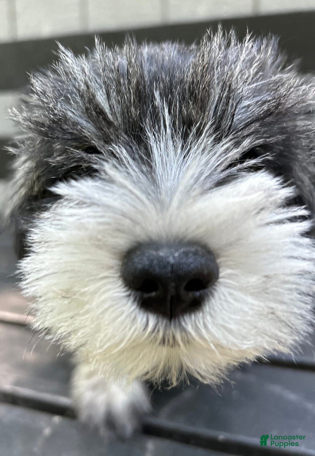 Miniature Schnauzer dogs for sale: Bernie - Ad 6
