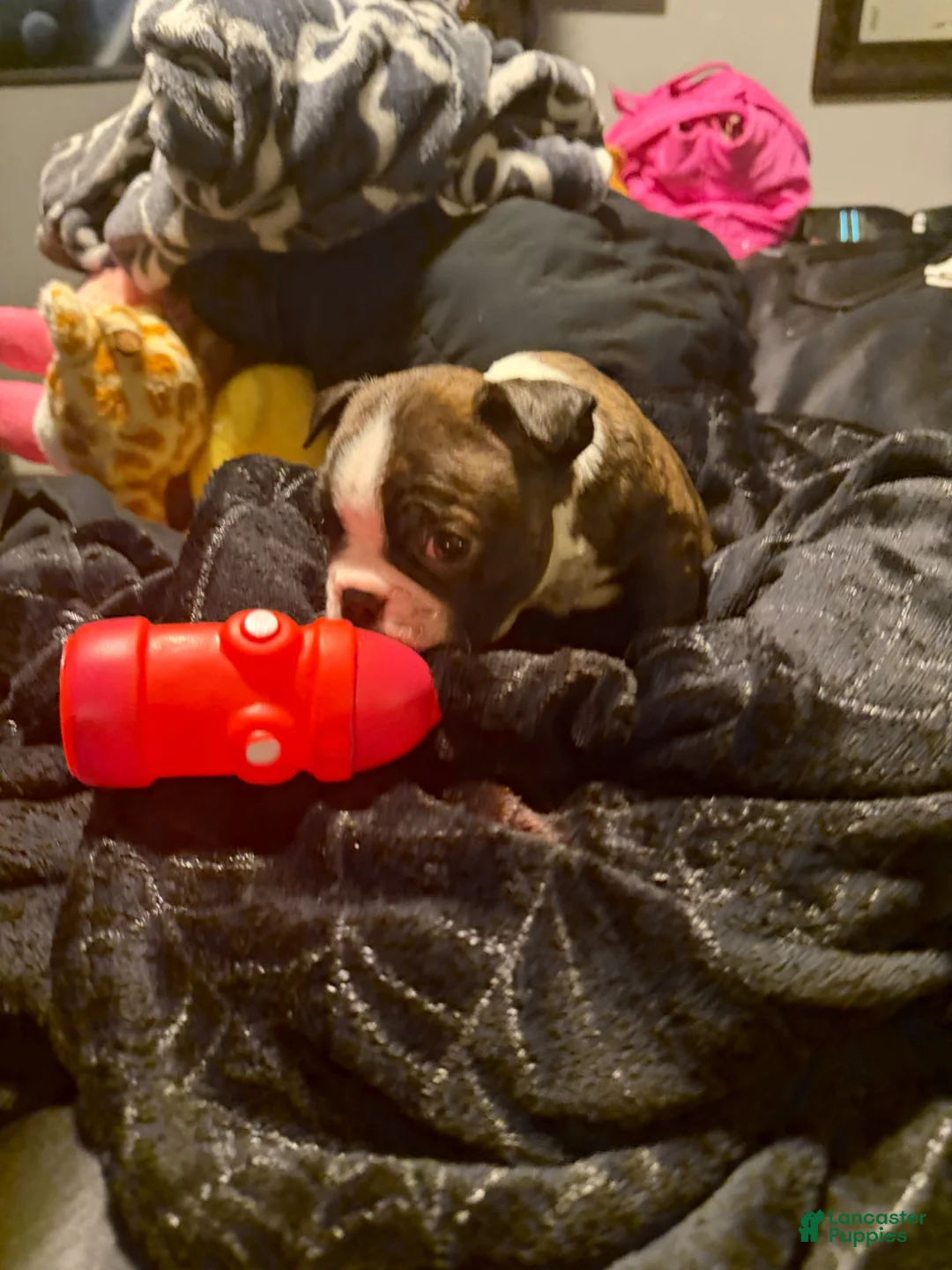 Boston Terrier dogs for sale: Gambit - Ad 2