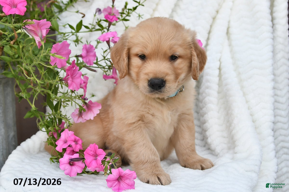 Golden Retriever dogs Coby - Ad 2
