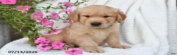Golden Retriever dogs for sale: Coby - Ad 2