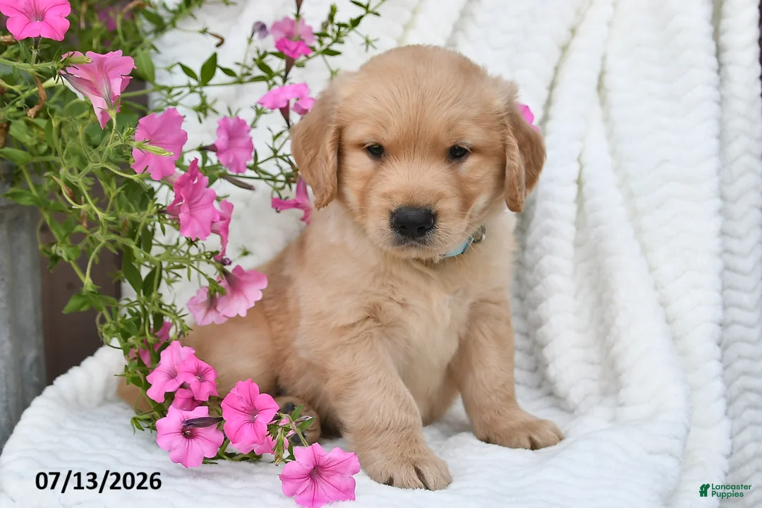 Golden Retriever dogs for sale: Coby - Ad 2