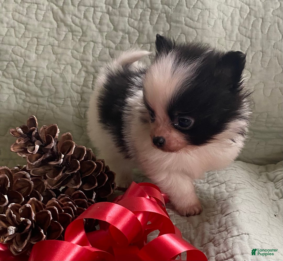 Pomchi dogs for sale: Toby  - Ad 4