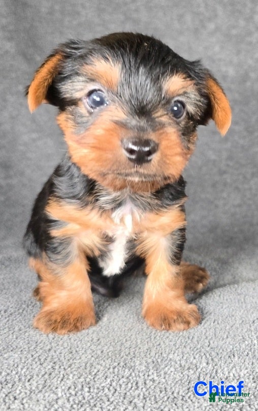 Yorkshire Terrier dogs Chief - Ad 11