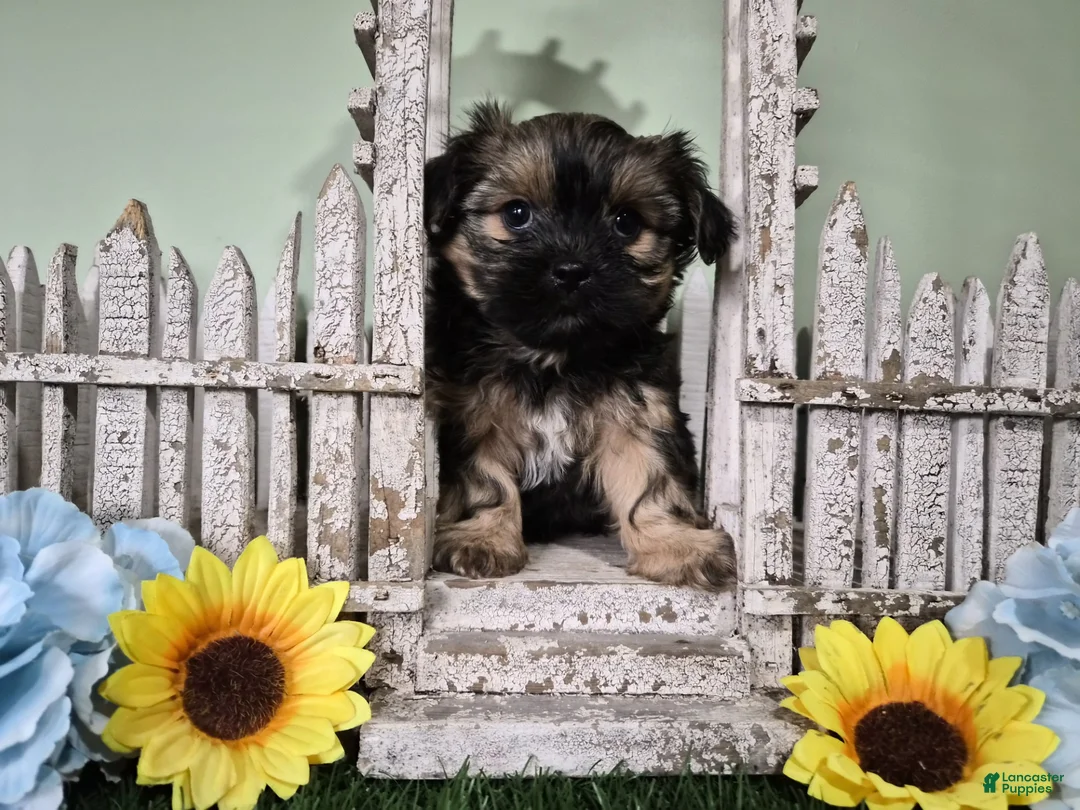 Shorkie dogs for sale: Whiskey - Ad 2