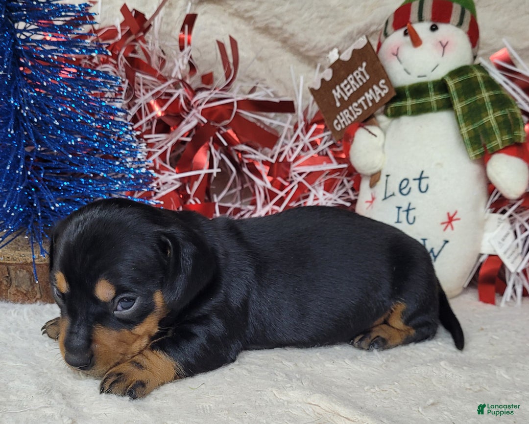 Miniature Dachshund dogs for sale: AKC Major - Ad 3
