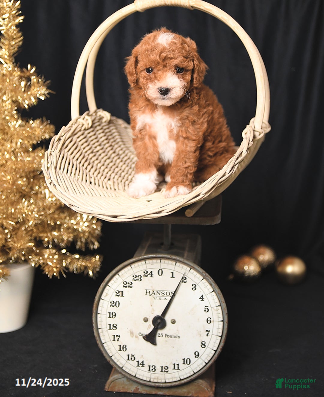 Toy Poodle dogs for sale: Cuddles - Ad 2
