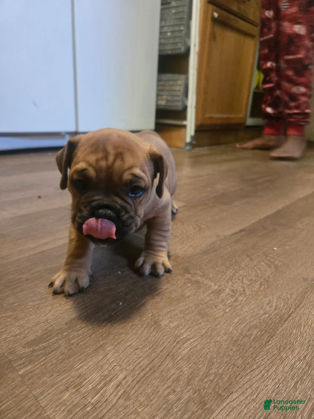 English Bulldog dogs for sale: English Bulldog 1 - Ad 2