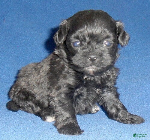 Shihpoo dogs for sale: Toby - Ad 2